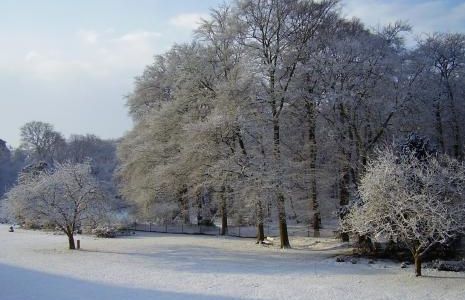 Winter in de tuin